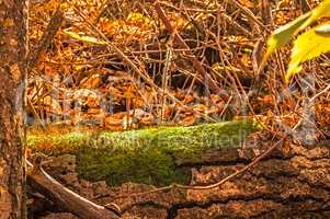 Fallen Log Covered in Moss