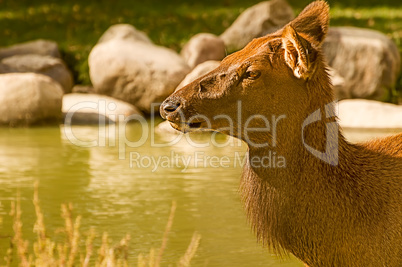 Female Elk Close-up