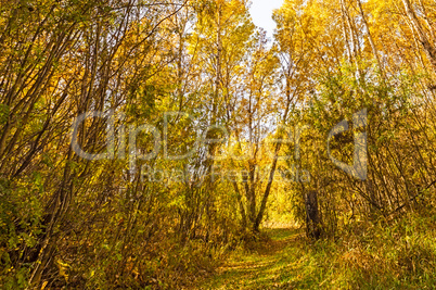 Forest Trail in Autumn