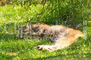 Lynx Sleeping in the Shade