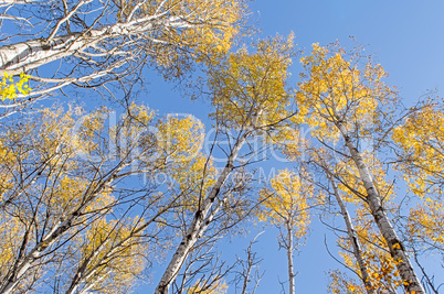 Trees Tower Overhead, Crowned in Yellow and Orange