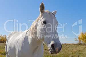 White Horse Close-up
