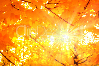 Sun shining through autumn leaves