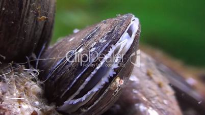 Miesmuscheln (Mytilidae)