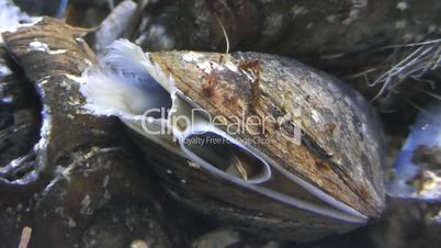 Miesmuscheln (Mytilidae)