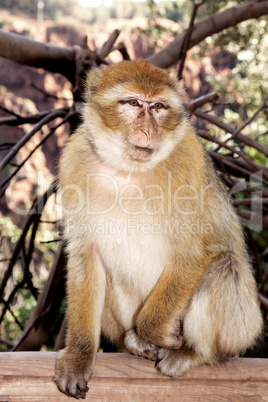 Monkey in the wild in Morocco
