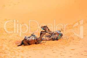 Camels in the desert of Morocco