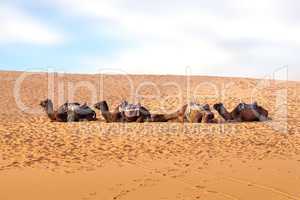 Camels in the desert of Morocco