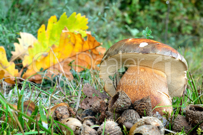 Dark cep or Bronze bolete mushroom