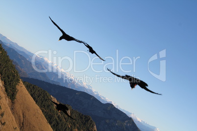 Vögel im Flug vor Alpenpanorma