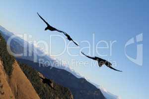 Vögel im Flug vor Alpenpanorma