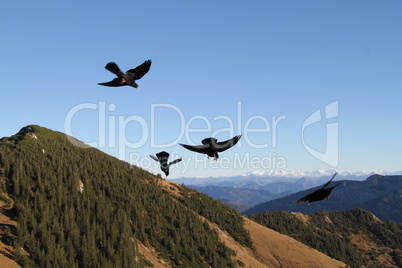 Vögel im Flug vor Bergpanorma