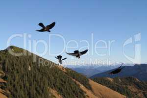 Vögel im Flug vor Bergpanorma