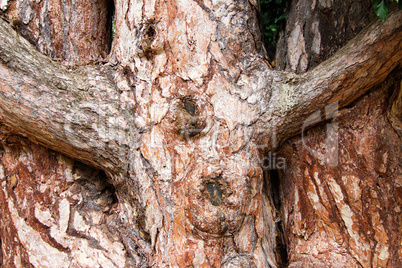 Tree branches in the shape of a cross