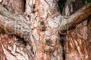 Tree branches in the shape of a cross