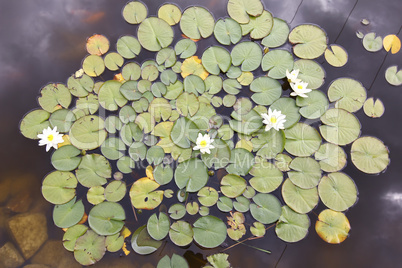 Waterlily On The Water