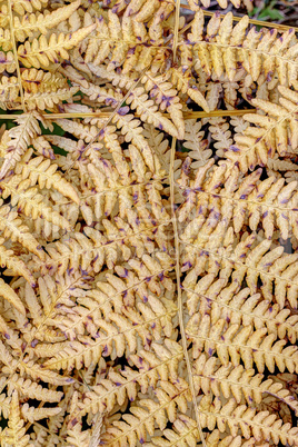 Detail of the dried leaves of fern