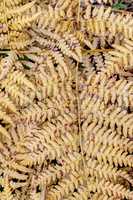 Detail of the dried leaves of fern