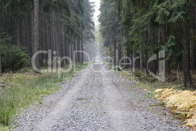 Forest Road In The Coniferous Woodland