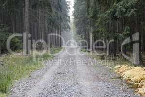 Forest Road In The Coniferous Woodland