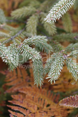 Needles and Ferns