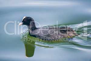 coot at starnberg lake