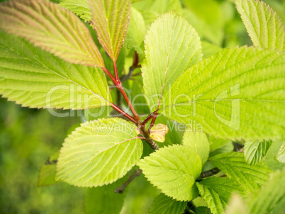 green leaf