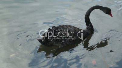 Black swan swim in lake with duck
