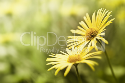 yellow flower background