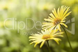 yellow flower background