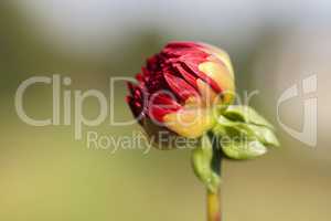 Rote Dahlie - Dahlia - Knospe