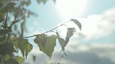 Sunlight and lens flare,tree leaves
