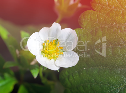 strawberry flower