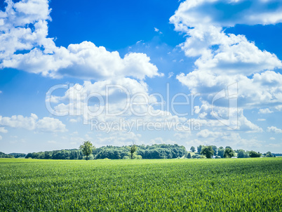 blue sky green meadow