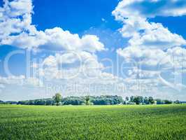 blue sky green meadow