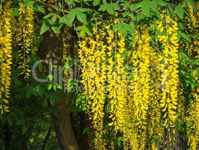 laburnum