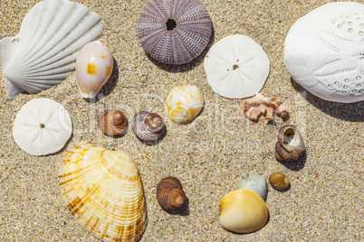 shells and sand