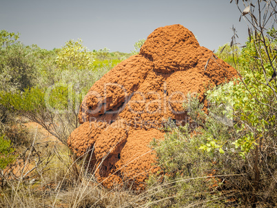 australia termite hill