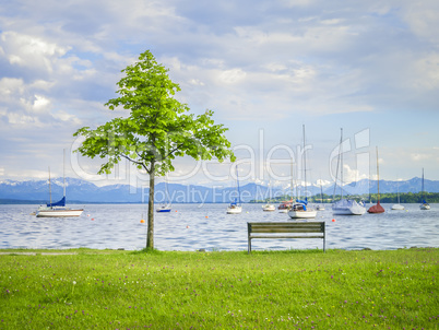 tree at the lake