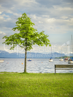 tree at the lake