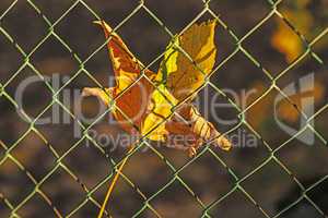 herbstlich gefärbtes Blatt im Zaun