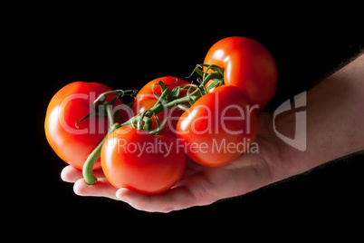 red tomatoes