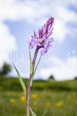 wild orchid