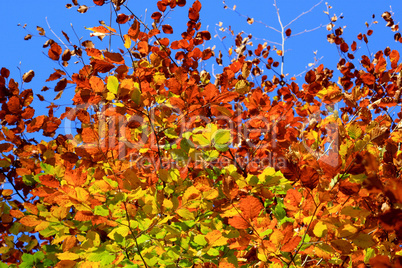 Beech leaves in autumn