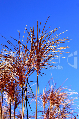 Chine reed flowers