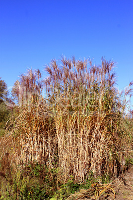 Chine red reeds