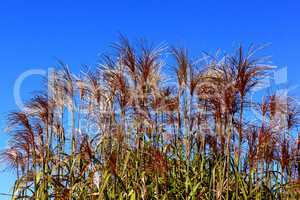 Reeds with red flowers