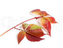 Branch of autumn red grapes leaves (Parthenocissus quinquefolia