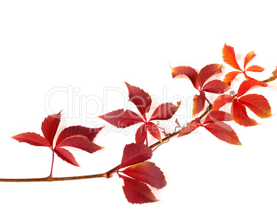 Twig of autumnal red grapes leaves