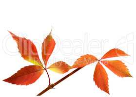 Orange autumnal twig of grapes leaves (Parthenocissus quinquefol